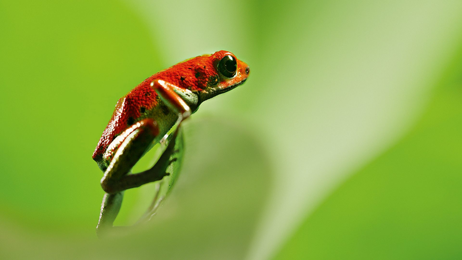 Attenborough’s Life in Colour 1. Sezon 3. Bölüm