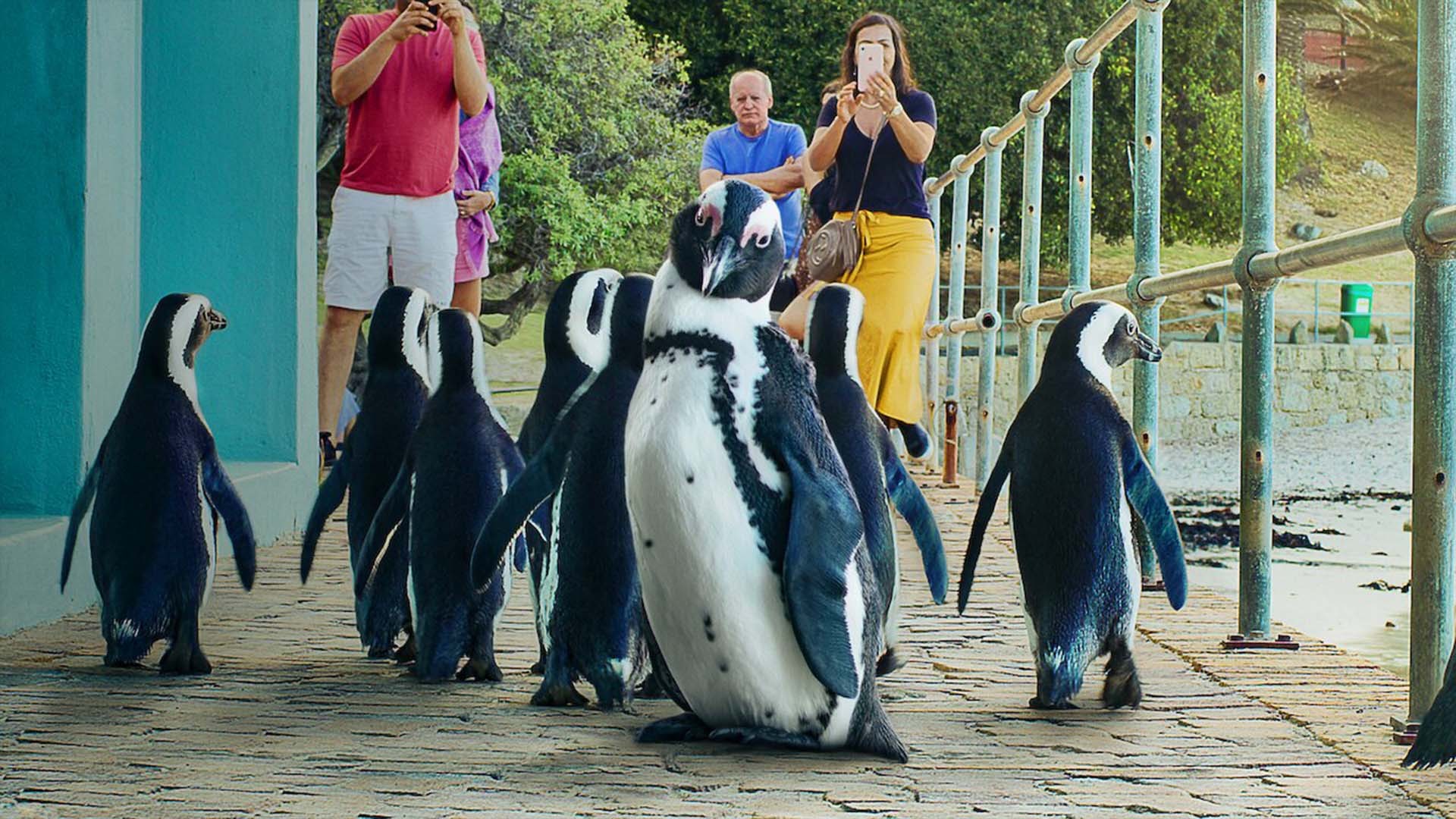 Penguin Town 1. Sezon 4. Bölüm