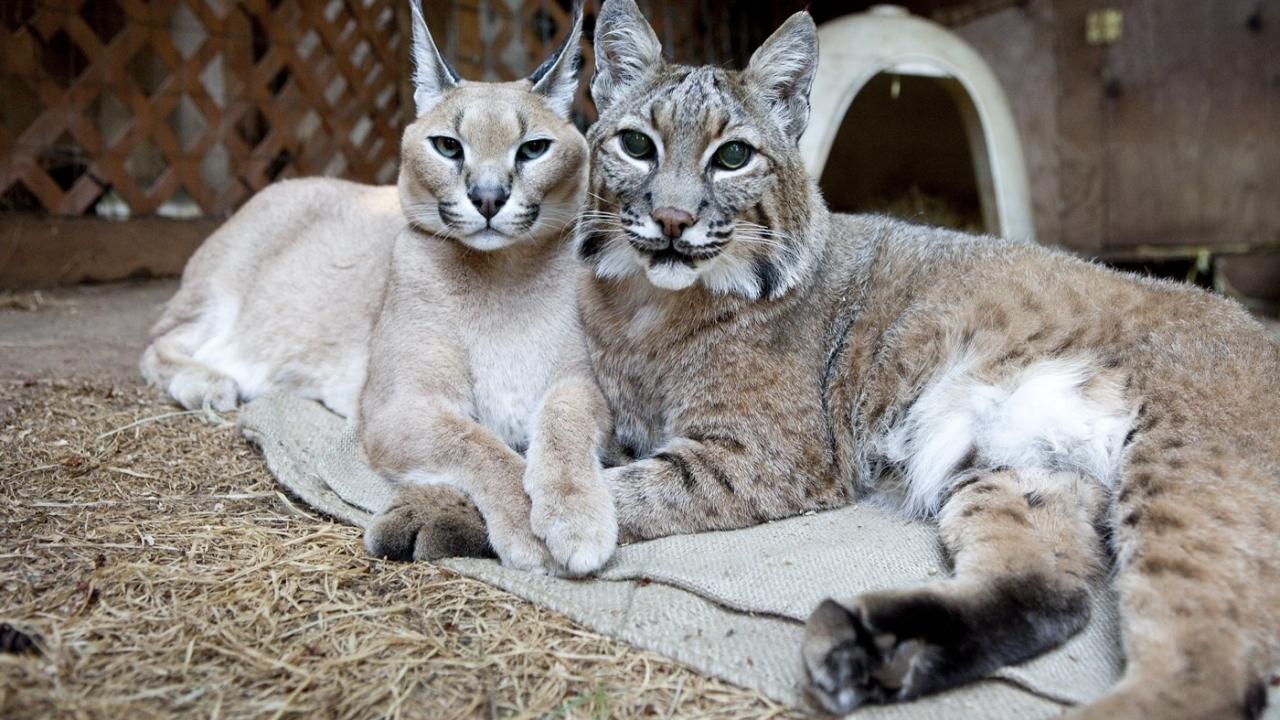 Unlikely Animal Friends 3. Sezon 6. Bölüm