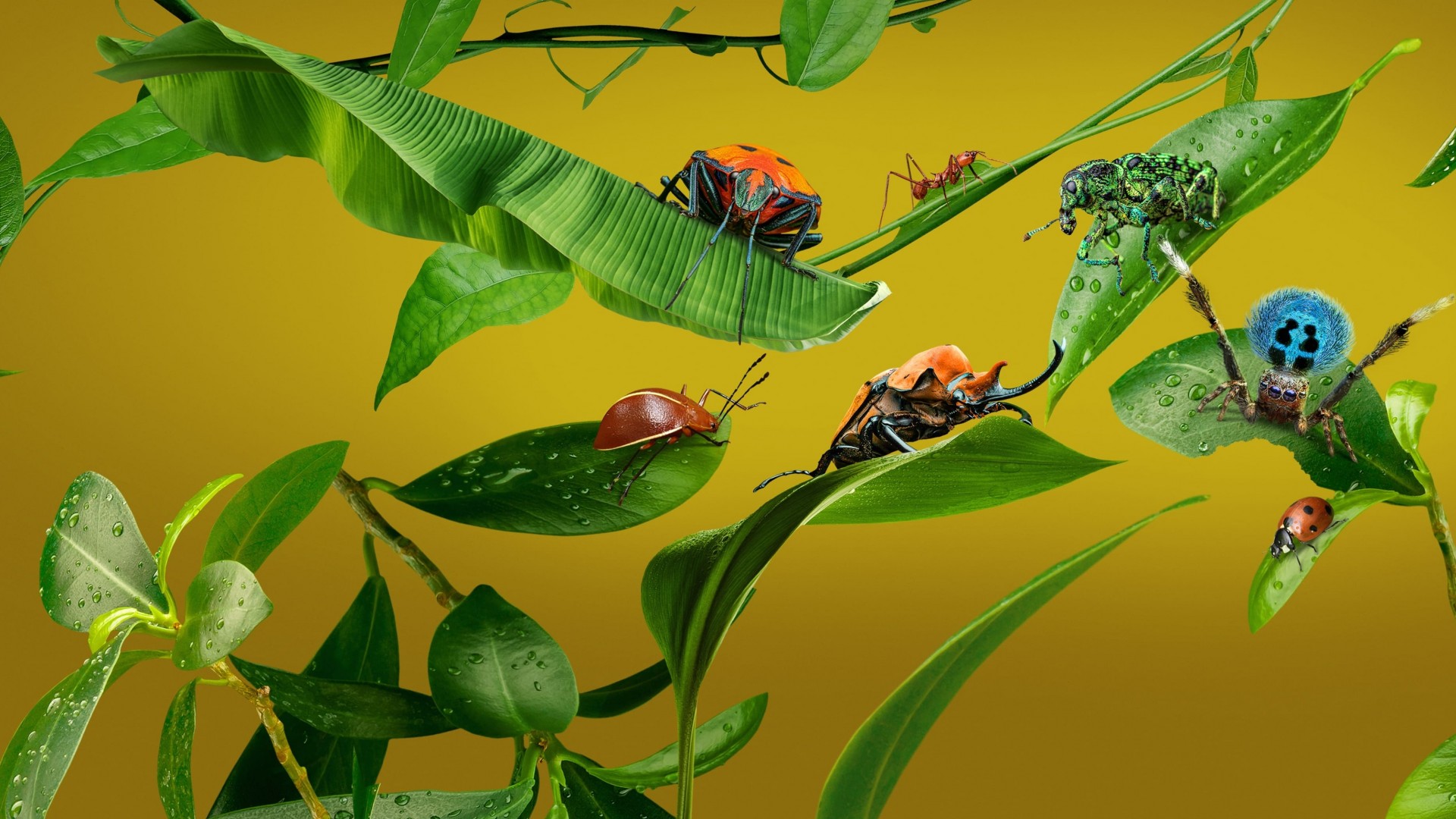 A Real Bug’s Life 1. Sezon 5. Bölüm